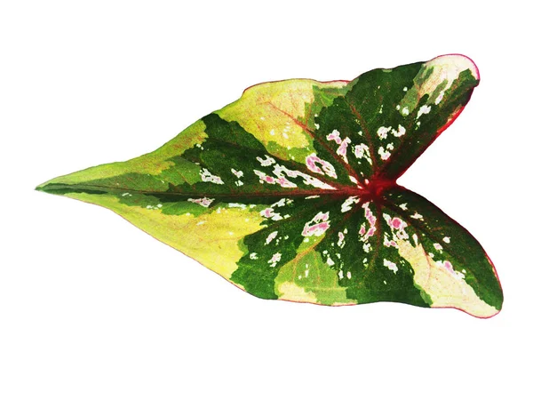 Kolorowe Liście Rośliny Caladiume Bicolor Homalomena Lubiesence Inne Białym Tle — Zdjęcie stockowe