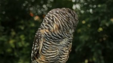 kameraya doğru başını çevirerek baykuş