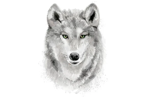 Een aquarelwolf. Aquarelillustratie op witte achtergrond. — Stockfoto