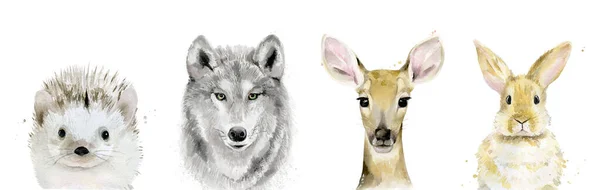 Aquarel Bos Dieren Set. Waterverf Woodland Wolf Hare Egel Fawn Paint Collection. — Stockfoto