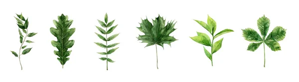 Φύλλα Watercolor Greenery Foliage Στοιχεία. Εικόνα υδατογραφίας που απομονώνεται σε λευκό φόντο. — Φωτογραφία Αρχείου