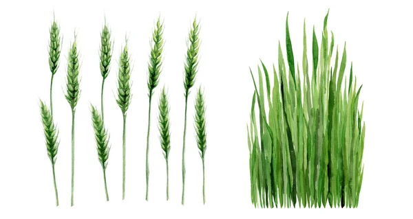 Hierba de Trigo Verde. Campo de cereales Planta Acuarela ilustración aislada sobre fondo blanco. —  Fotos de Stock