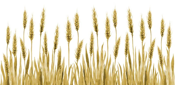 Fondo de trigo y hierba dorada. Agricultura de cereales Plantas de campo Acuarela ilustración en blanco. —  Fotos de Stock