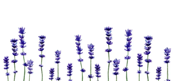 Λεβάντα λουλούδι ακουαρέλα φόντο. Περίγραμμα πεδίου υδατογραφίας. Royalty Free Φωτογραφίες Αρχείου
