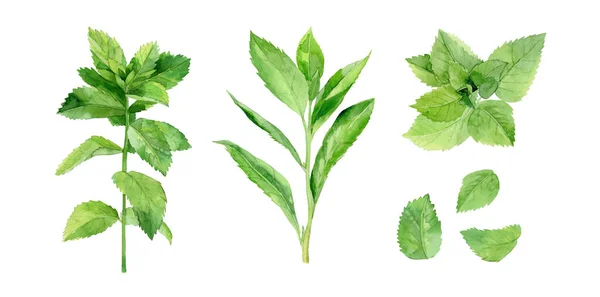 Υδατογραφία Mint φύλλα εικονογράφηση. Υδατογραφία φυτό Menthol που απομονώνονται σε λευκό φόντο. Royalty Free Εικόνες Αρχείου