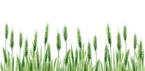 Akwarela Zielona Pszenica Trawa Tło. Zbóż łąka roślin akwarela ilustracja na białym tle. — Zdjęcie stockowe