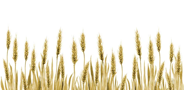 Fondo de grano de campo de trigo. Planta de agricultura de cereales Tallo Acuarela ilustración en blanco. Imágenes de stock libres de derechos