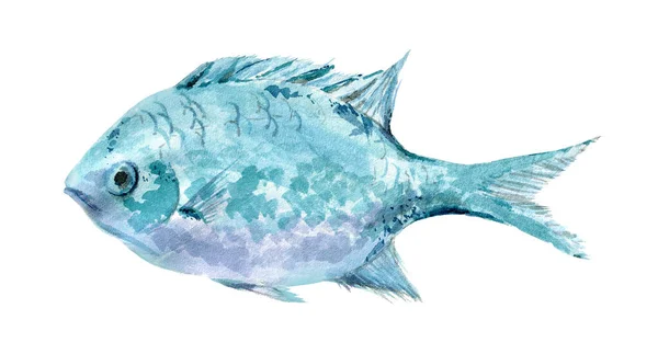 Μπλε υδατογραφία ψαριών απομονωμένη απεικόνιση σε λευκό φόντο. Εικόνα Αρχείου