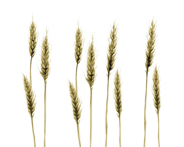 Campo de trigo Grano Agricultura de cereales Planta Acuarela ilustración aislada sobre fondo blanco. Fotos de stock libres de derechos