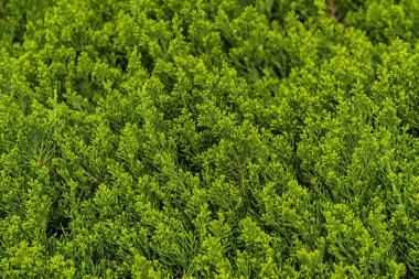 Çam ağacı dalları yatay atış arka plan