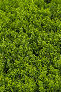 Çam ağacı dalları dikey atış arka plan