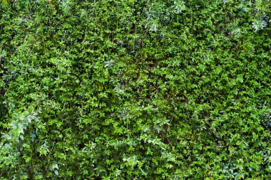 Yaprak yeşil arka plan yatay atış