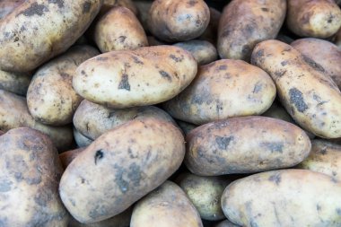 ekolojik patates