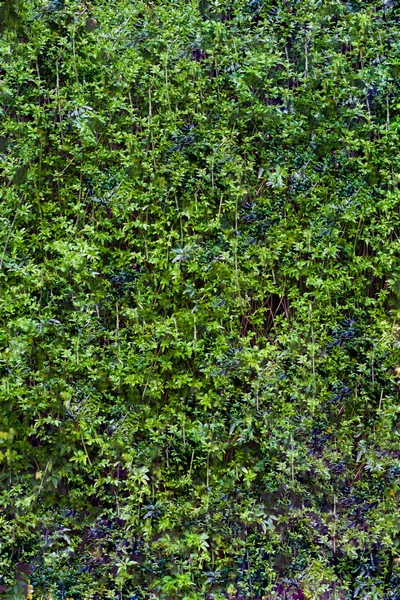 Folha verde fundo vertical tiro — Fotografia de Stock