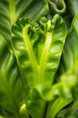 Kuş yuvası fern, ayrıca arama sanatçı fern Tayland, kalp şekli