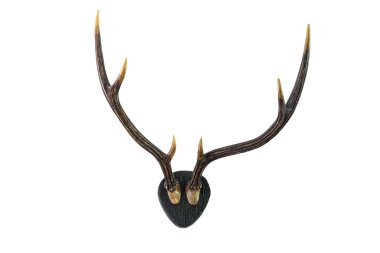 Geyik boynuzları. Beyazda izole edilmiş