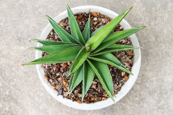 Trochę sansevieria francisii — Zdjęcie stockowe