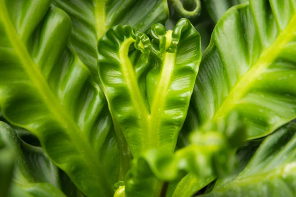 Bird nest fern, also call artist fern in thailand, heart shape — Stock Photo, Image