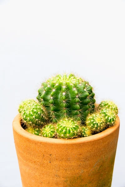 Cactus anläggning i blomkruka, vertikala skott — Stockfoto