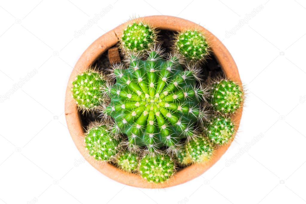 cactus plant in flowerpot, top view