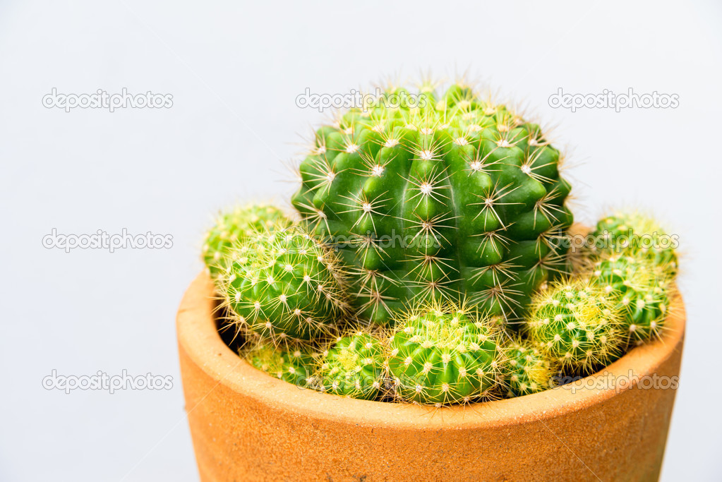 cactus plant in flowerpot, horizontal shot