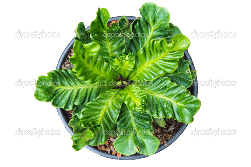 Bird nest fern, also call artist fern in thailand, isolated back