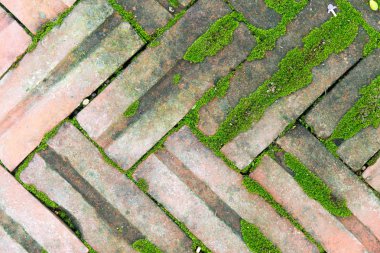 Tuğla zemin üzerinde bazı moss içerir