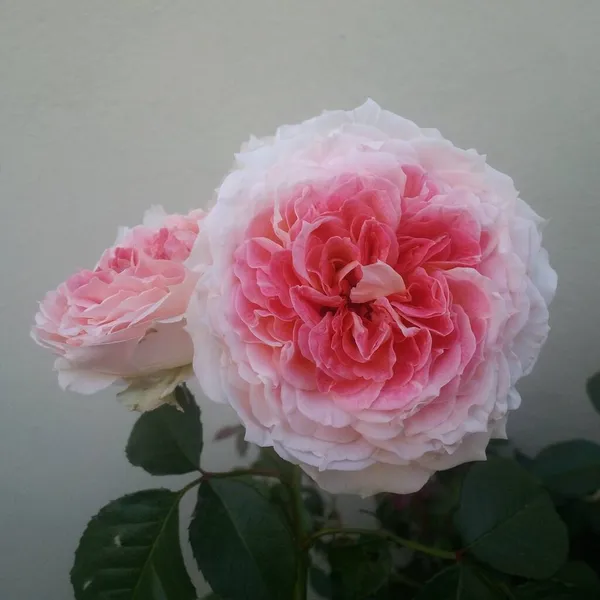 Hermoso esar se levantó en plena revelación de flores en verano —  Fotos de Stock