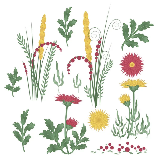 Набір квітів, трав і листя. Червоні та жовті хризантеми — стокове фото