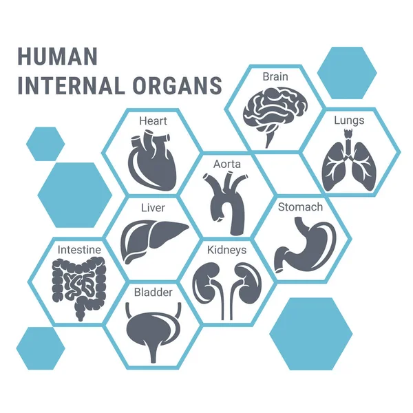 Modello Banner Sanitario Astratto Con Icone Organi Interni Umani Stile Illustrazioni Stock Royalty Free