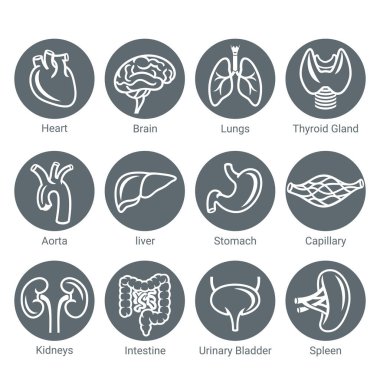 Yuvarlak Icon insan iç organları kümesi doğrusal, basit stil. Sağlık sigortası konsepti. Vektör illüstrasyonu