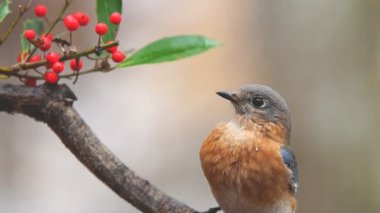 Doğu bluebird erkek