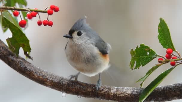 Titmouse copetudo — Vídeo de stock