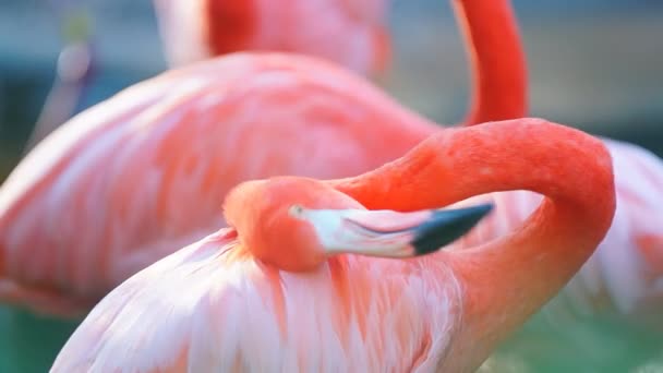 Pink Flamingo — Stock Video