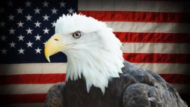 Kel kartal Amerikan bayrağı