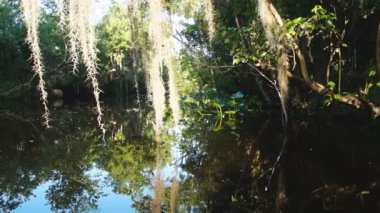 Florida Nehri Bataklığı