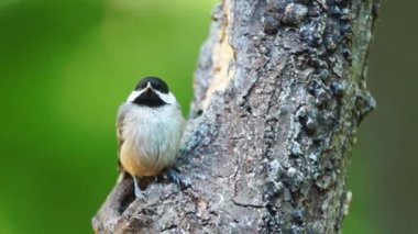 Carolina bülbül (poecile atricapillus) acemi çaylak