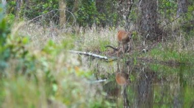 Whitetail Geyik florida swamp