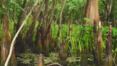 Florida Nehri Bataklığı