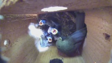 Tepeli baştankara yuva