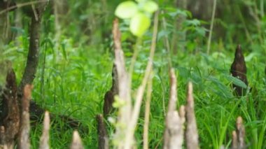 Florida Nehri Bataklığı