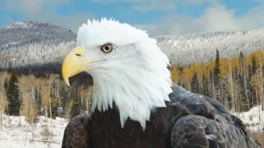 Amerikan kel kartal