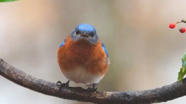 Doğu bluebird erkek