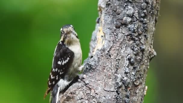 Downy Woodpecker Male — Stock Video
