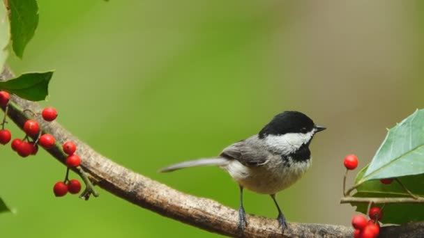 Carolina Chickadee — Vídeos de Stock