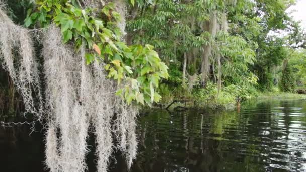 Rzeki Florydzie swamp — Wideo stockowe