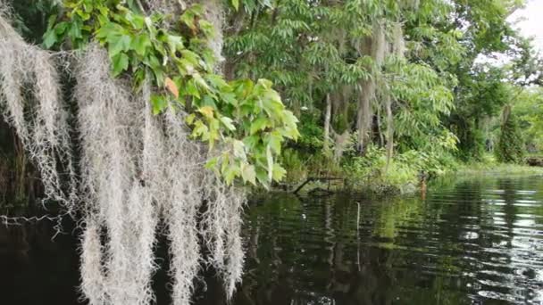 Florida Nehri Bataklığı — Stok video