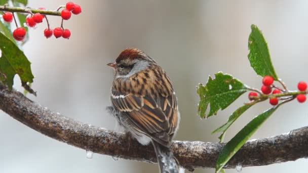 Chipping sparrow sněhová bouře — Stock video