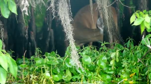 Whitetail ελάφια Φλόριντα βάλτο — Αρχείο Βίντεο