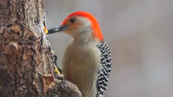 Pájaro carpintero de vientre rojo — Vídeos de Stock